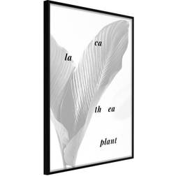 Arkiio Affisch Calathea Plant [Poster] 30x45 Poster